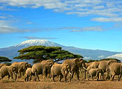 Safari au Kenya