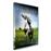 Le Fils de Flicka