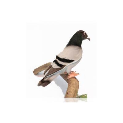 Pigeon Voyageur 20cm pour 35