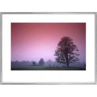 : Arbres Maple Tree (60x80 cm), Cadre Plastique, Argent, Fnac.com