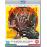 Amuck ! Blu-ray