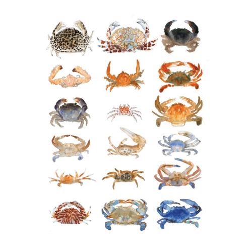 Crabe Dessin Art Animalier Art De Poissons Crabe Dessin Art Animalier Art De Poissons