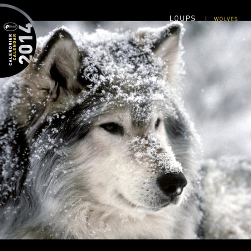 Calendrier 2014 Pictura Loups 30 x 30 cm pour 13
