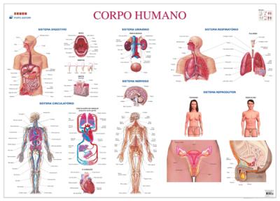 Mapa do Corpo Humano Grande Folha Plastificada Vários Compre