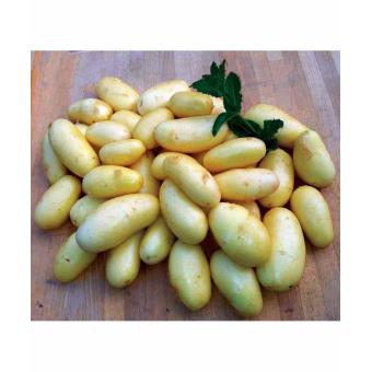 25 Pommes De Terre Jazzy Le Paquet De 25 Plants Cal 28 30 Plantes Graines Et Bulbes Achat Prix Fnac