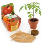 Graines de Tomate Cerise en pot de culture terre cuite
