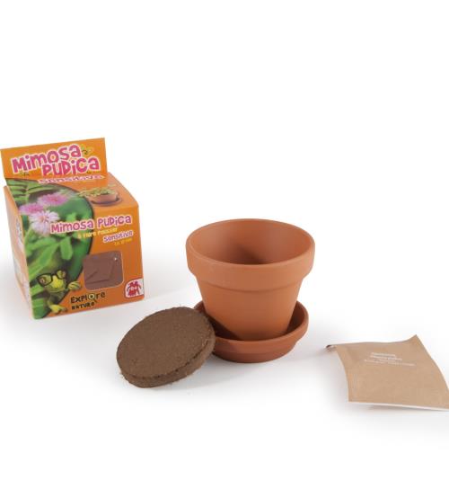 Graines de Mimosa pudica en pot de culture pour enfants