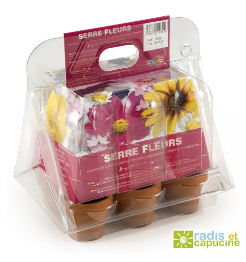 Serre en plastique semis de fleurs