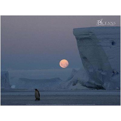 Affiche 30x40 cm Manchot empereur devant la lune / Emperor Penguin with full moon / Kaiserpinguin vor dem Mond