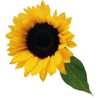 Sticker Fleur Tournesol Dimensions 54x60cm