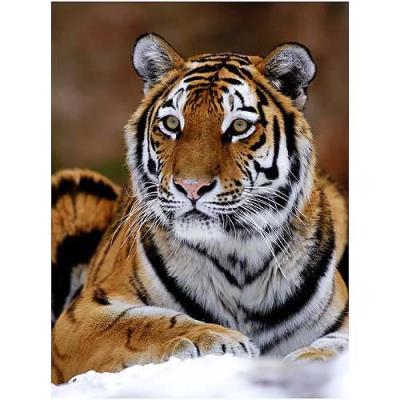 Affiche 30x40 cm Tigre de Sibérie / Siberian Tiger / Sibirischer Tiger
