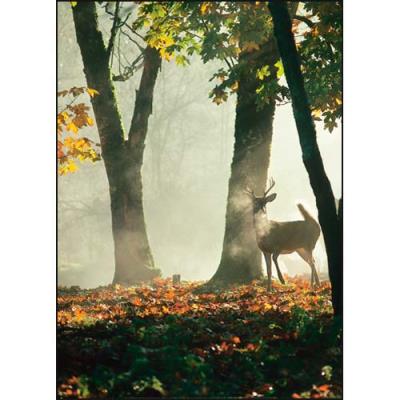 Affiche 50x70 cm Cerf dans la forêt / Deer in the forest / Hirsch im Wald