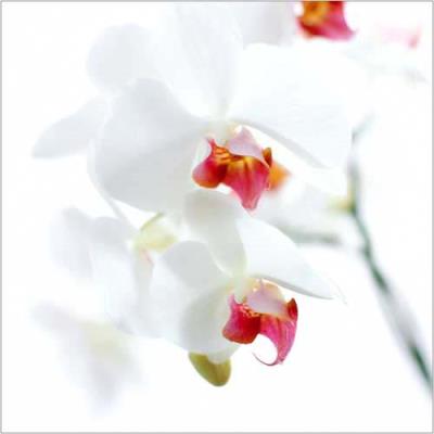 Affiche 30x30 cm Orchidée blanche et fuchsia / White and Pink Orchid / Weiß-rosa Orchidee