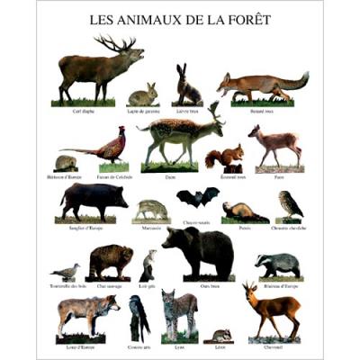 Affiche 40x50 cm Les animaux de la forêt / Forest Animals / Waldtiere