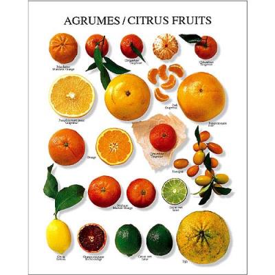 Affiche 24x30 cm Agrumes / Citrus Fruit / Zitrusfrüchte