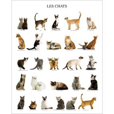 Affiche 40x50 cm Les chats / Cats / Katzen