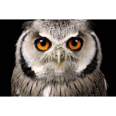 Affiche Hibou