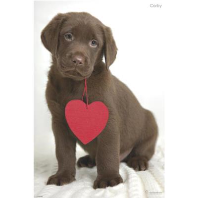 Poster Chiot Corby