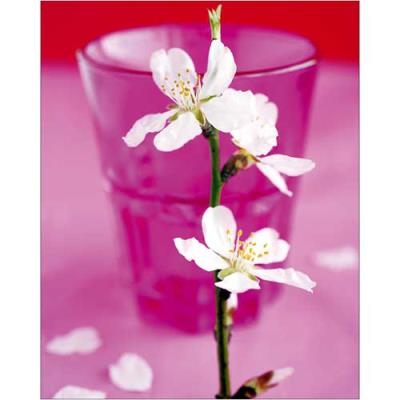 Affiche 40x50 cm Fleur d'amandier / Almond Tree Flower