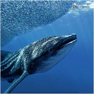 Affiche 30x30 cm Requin baleine, Venezuela / Whale shark, Venezuela / Walhai, Venezuela