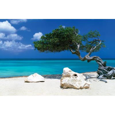 Maxi Poster Tom Mackie Divi Divi Tree