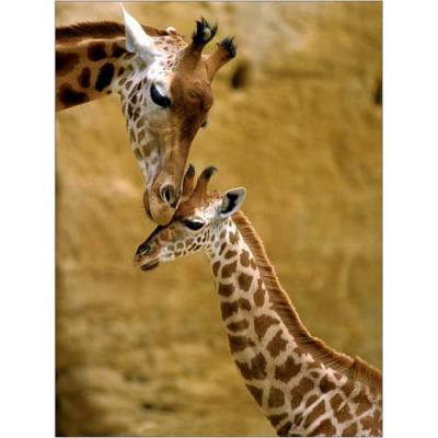 Affiche 30x40 cm Girafe et girafon / Tender moment between Giraffe and son / Giraffe und Junge