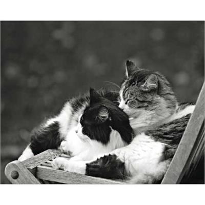 Affiche 40x50 cm Petite sieste au soleil / Little nap in the sun / Kleine Siesta in der Sonne