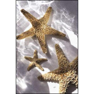 Affiche 30x40 cm Trois étoiles de mer / Three Starfishes / Drei Seesterne