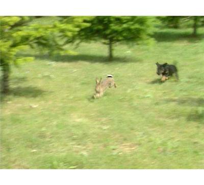 Le jagdterrier : Sanglier toute chasse tout gibier - DVD Documentaire - CHIENS - Vidéotel