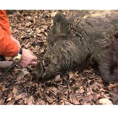 Le Sanglier : Des battues extraordinaires au sanglier - DVD Documentaire - GRAND GIBIER - Vidéotel