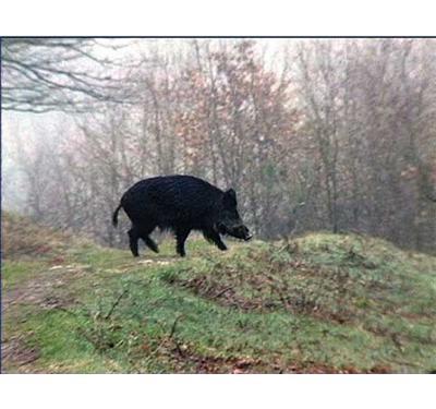 Sanglier et chevreuil aux chiens courants - DVD Documentaire - GRAND GIBIER - Vidéotel