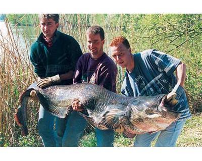 La traque des silures géants - DVD Documentaire - PECHE DES CARNASSIERS - Vidéotel
