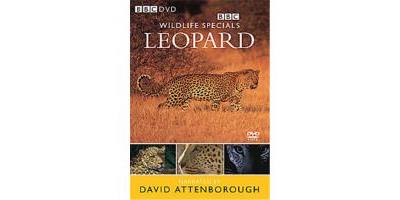 Wildlife Special - Leopard