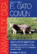 El gato común - 1