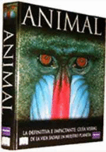 Animal - 1
