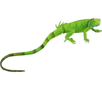 Safari 25 29 Iguane Bebe Petite Figurine Achat Prix Fnac