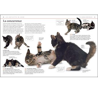 Si Votre Chat Pouvait Parler Broche Bruce Frogle Achat Livre Fnac