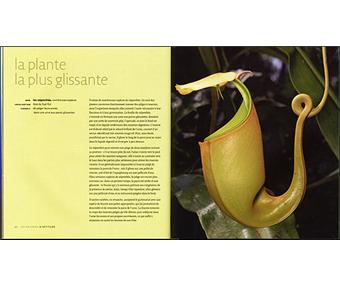 a la rencontre des extrêmes les records du monde vivant