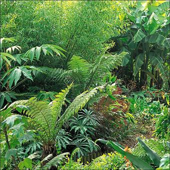 Créer Un Jardin Exotique Sous Nos Climats Un Jardin Exotique Sous Nos Climats Avec Des Plantes Luxuriantes Qui Resistent Au Froid Relie Jean Le Bret Achat Livre Fnac