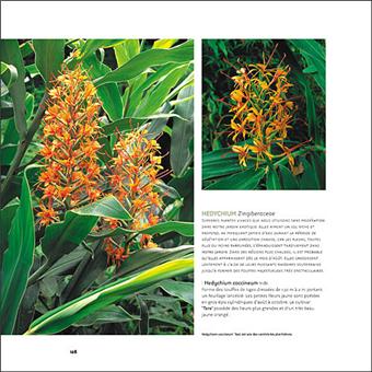 Créer Un Jardin Exotique Sous Nos Climats Un Jardin Exotique Sous Nos Climats Avec Des Plantes Luxuriantes Qui Resistent Au Froid Relie Jean Le Bret Achat Livre Fnac