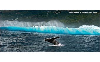 Tohora : baleines de polynesie
