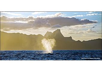 Tohora : baleines de polynesie