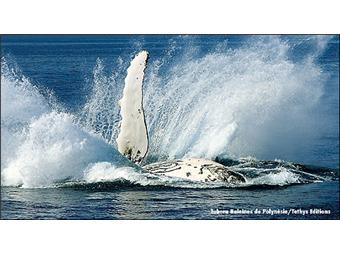 Tohora : baleines de polynesie