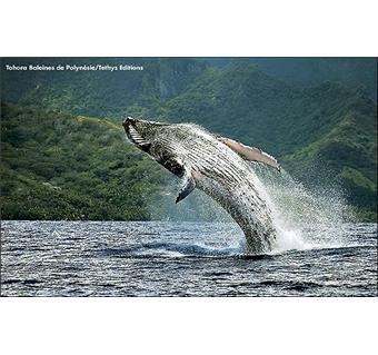 Tohora : baleines de polynesie