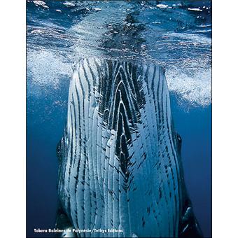 Tohora : baleines de polynesie