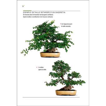 Bonsaï d\'intérieur et d\'extérieur (NE) comment les entretenir ... Bonsaï d\'intérieur et d\'extérieur (NE) comment les entretenir ...