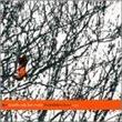Forbidden love ep