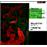 Sonatas (Debussy, Rachmaninoff) / Pohadka (Janacek)