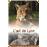 SOS animaux en détresseL'oeil du lynx_0