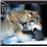 Calendrier 2013 30x30 Pictura Loups